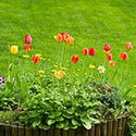 100 Pics Gardening Answers Level 29