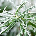100 Pics Gardening Answers Level 31