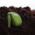 100 Pics Gardening Answers Level 32
