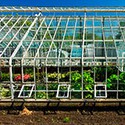 100 Pics Gardening Answers Level 35