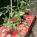100 Pics Gardening Answers Level 36