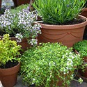 100 Pics Gardening Answers Level 37