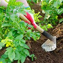 100 Pics Gardening Answers Level 38