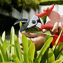 100 Pics Gardening Answers Level 39
