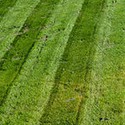 100 Pics Gardening Answers Level 46