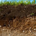 100 Pics Gardening Answers Level 48