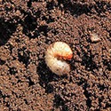 100 Pics Gardening Answers Level 49