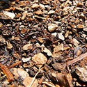 100 Pics Gardening Answers Level 51
