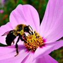 100 Pics Gardening Answers Level 59