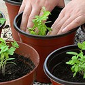 100 Pics Gardening Answers Level 62