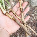 100 Pics Gardening Answers Level 66