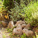 100 Pics Gardening Answers Level 67