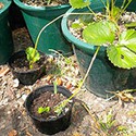 100 Pics Gardening Answers Level 69
