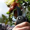 100 Pics Gardening Answers Level 72