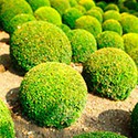 100 Pics Gardening Answers Level 77