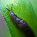 100 Pics Gardening Answers Level 78