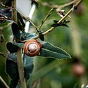 100 Pics Gardening Answers Level 79