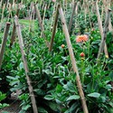 100 Pics Gardening Answers Level 85