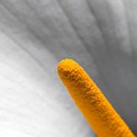 100 Pics Gardening Answers Level 86