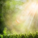100 Pics Gardening Answers Level 87