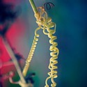 100 Pics Gardening Answers Level 88