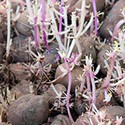 100 Pics Gardening Answers Level 91