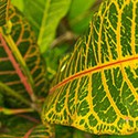 100 Pics Gardening Answers Level 92