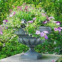 100 Pics Gardening Answers Level 93