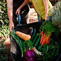 100 Pics Gardening Answers Level 94