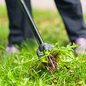 100 Pics Gardening Answers Level 97