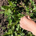 100 Pics Gardening Answers Level 98