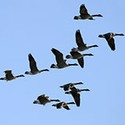 100 Pics Look Up Answers Level 36