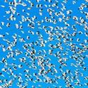 100 Pics Look Up Answers Level 50