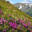 100 Pics R Is For Answers Level 45