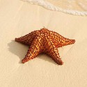 100 Pics The Seaside Answers Level 82