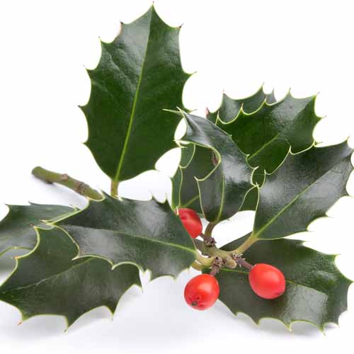 100 Pics Christmas Answers Level 27
