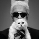 100 Pics Cat Lovers Answers Level 36