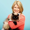 100 Pics Cat Lovers Answers Level 37