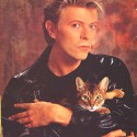 100 Pics Cat Lovers Answers Level 53