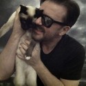 100 Pics Cat Lovers Answers Level 84