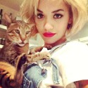 100 Pics Cat Lovers Answers Level 85