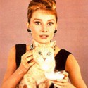 100 Pics Cat Lovers Answers Level 89