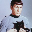 100 Pics Cat Lovers Answers Level 97