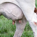 100 Pics U Is For Answers Level 63