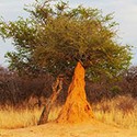 100 Pics Australia Day Quiz Answers Level 2