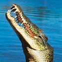 100 Pics Australia Day Quiz Answers Level 9