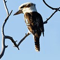 100 Pics Australia Day Quiz Answers Level 29