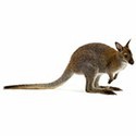 100 Pics Australia Day Quiz Answers Level 37