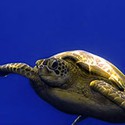 100 Pics Australia Day Quiz Answers Level 41