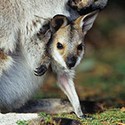 100 Pics Australia Day Quiz Answers Level 42